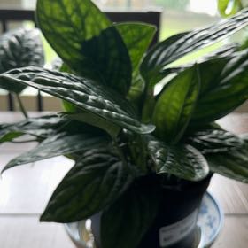 Photo of the plant species Monstera Peru by @ManyChamomile16 named Luna on Greg, the plant care app