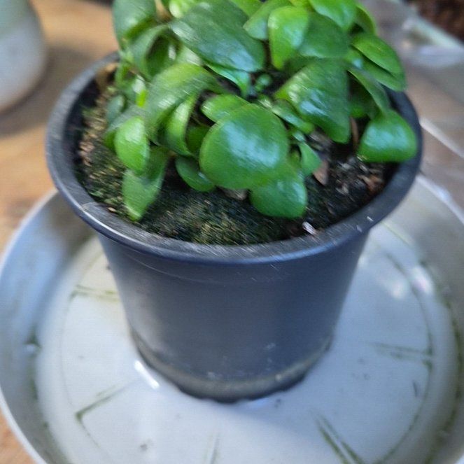 Photo of the plant species Australian Pitcher Plant by @hoghoghog named cephalotus follicularis on Greg, the plant care app