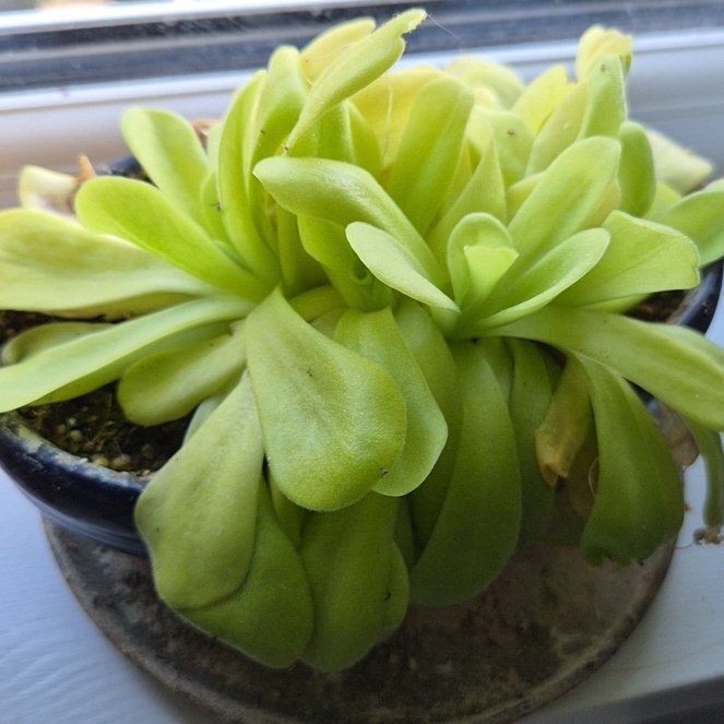 Photo of the plant species Mexican Butterwort by @hoghoghog named p. agnata on Greg, the plant care app