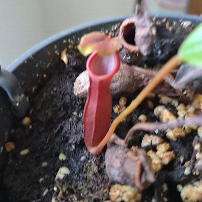 Photo of the plant species Nepenthes 'Bill Bailey' by @hoghoghog named n. bill bailey on Greg, the plant care app