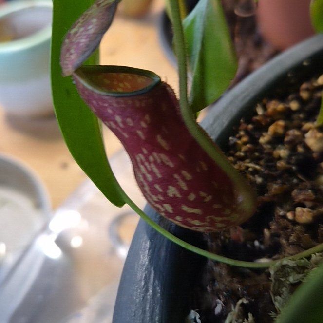 Photo of the plant species Nepenthes Monkey Jars by @hoghoghog named galatea (n. gaya) on Greg, the plant care app
