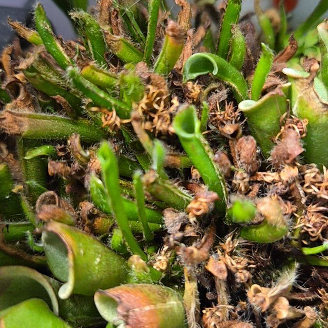 Photo of the plant species Heliamphora heterodoxa by @hoghoghog named h. heterodoxa x nutans on Greg, the plant care app