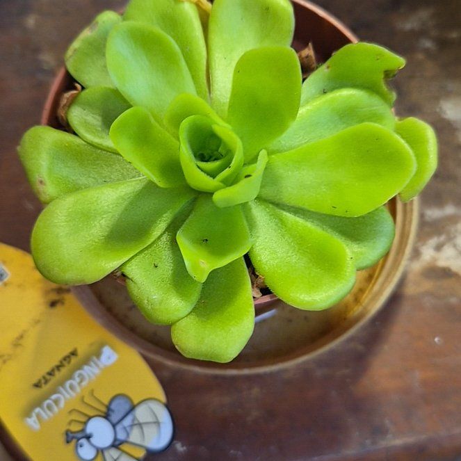 Photo of the plant species Mexican Butterwort by @hoghoghog named p. agnata on Greg, the plant care app