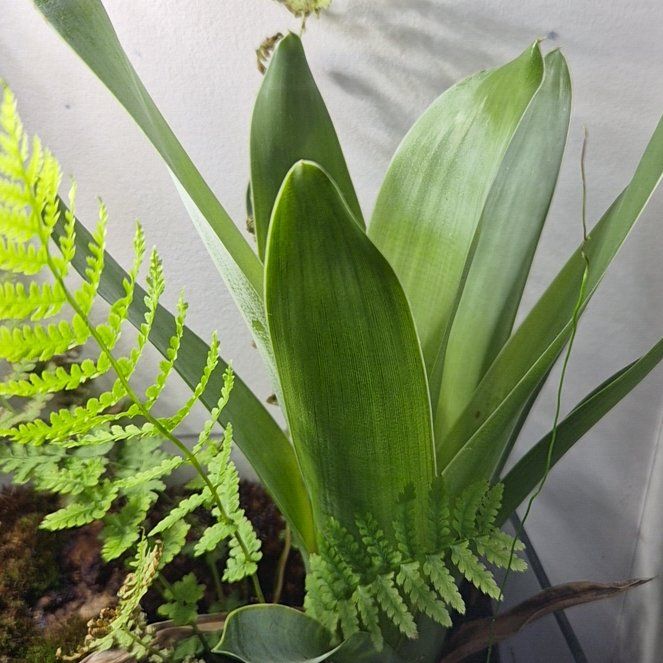 Photo of the plant species Carnivorous Bromeliad by @hoghoghog named brocchinia reducta on Greg, the plant care app