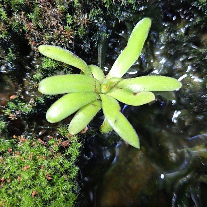 Photo of the plant species Pinguicula moctezumae by @hoghoghog named p. gracilis x moctezumae on Greg, the plant care app