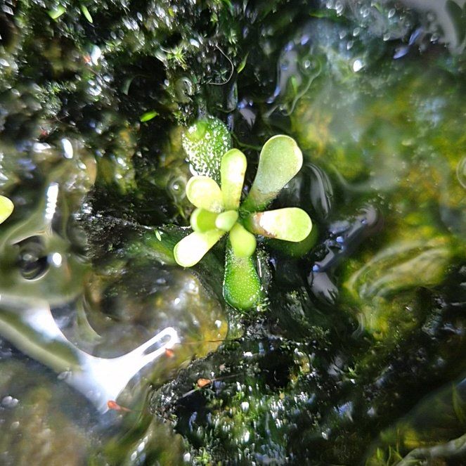 Photo of the plant species Mexican Butterwort by @ToughPuka49 named Orwell on Greg, the plant care app