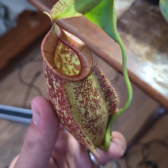 Photo of the plant species Pitcher Plant by @hoghoghog named n. hookeriana on Greg, the plant care app
