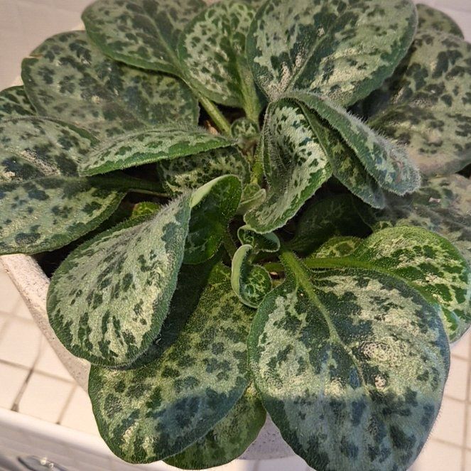 Photo of the plant species Streptocarpus 'Pretty Turtle' by @hoghoghog named primulina on Greg, the plant care app