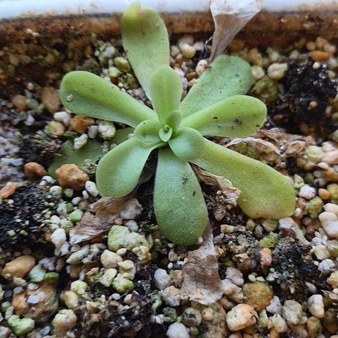 Photo of the plant species Mexican Butterwort by @hoghoghog named p. agnata (bathroom) on Greg, the plant care app