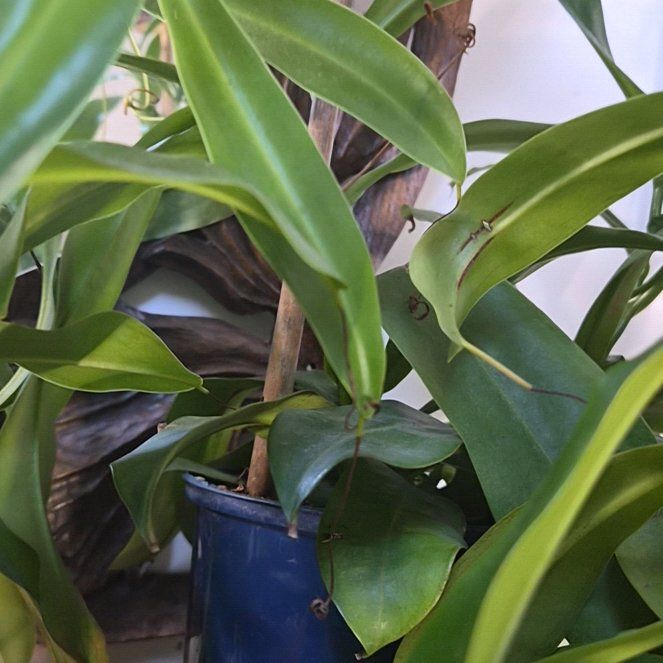 Photo of the plant species pitcher plant by @hoghoghog named N. Sanguinea on Greg, the plant care app
