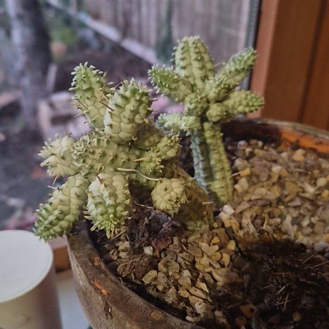 Photo of the plant species Variegated Corncob Cactus by @hoghoghog named Fernie Saunders on Greg, the plant care app