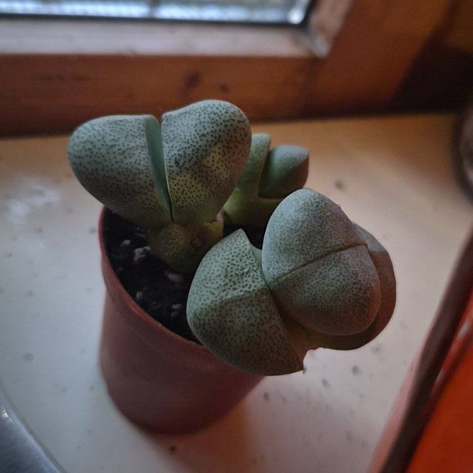 Photo of the plant species Split Rock by @hoghoghog named Bigleef Smalls on Greg, the plant care app