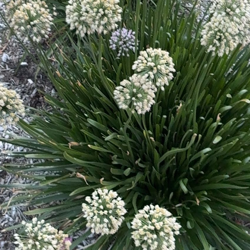Photo of the plant species Chinese Chives by @JovialPomelo68 named Eva on Greg, the plant care app