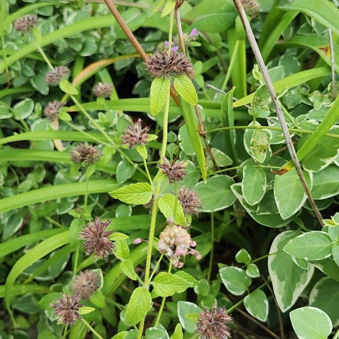 Photo of the plant species Watermint by @ComicTomato55 named Wall-E on Greg, the plant care app