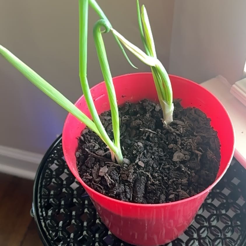 Photo of the plant species Globe Onion by @FitTeatree8 named Girlfrond on Greg, the plant care app