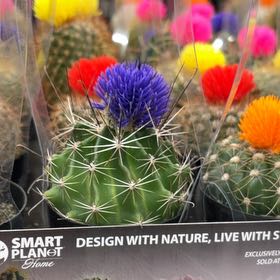 Photo of the plant species Miniature Barrel Cactus by @BoldTupeia90 named Calliope the cactus on Greg, the plant care app