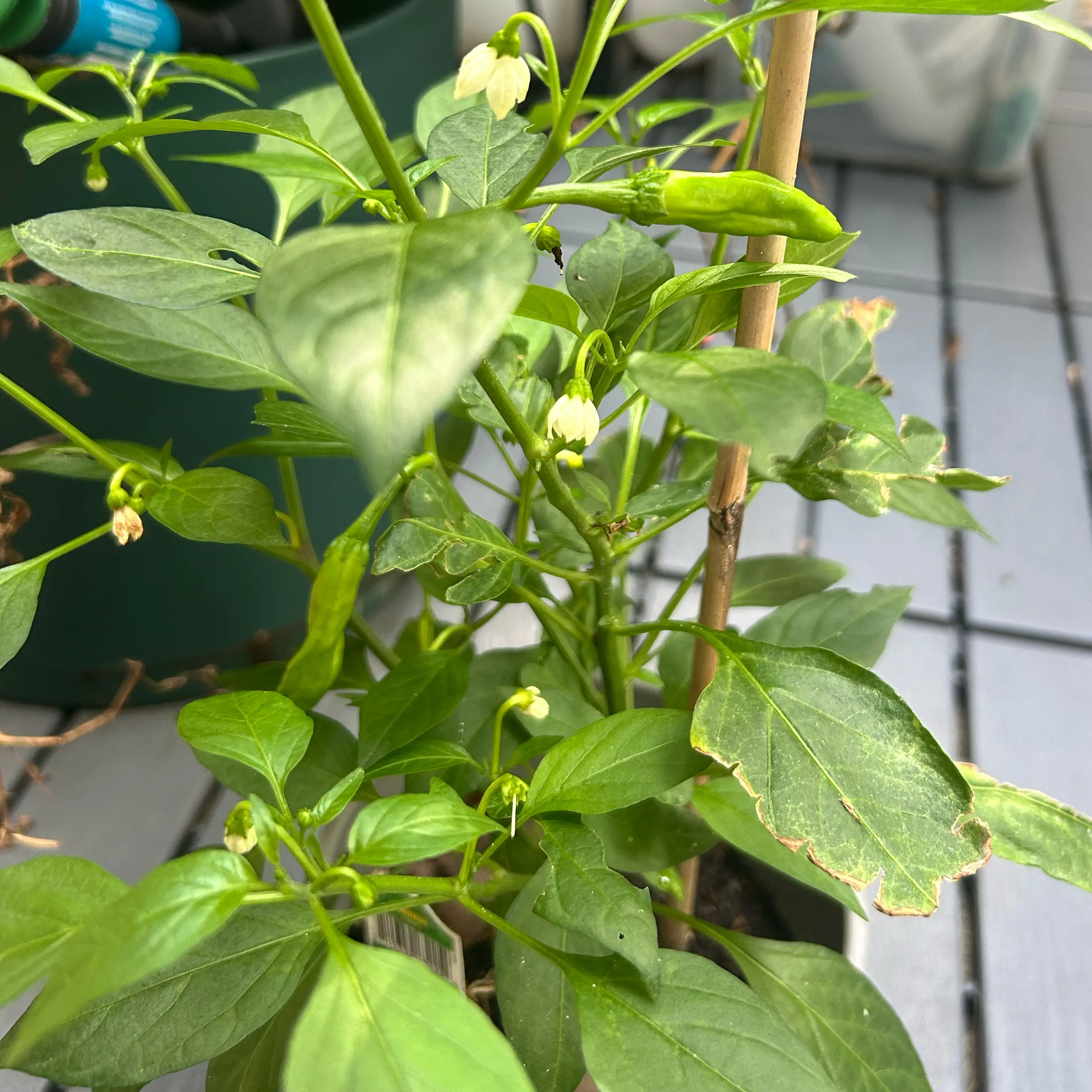 Photo of the plant species Sweet Pepper 'Shishito' by @ProChia95 named Bruce Lee on Greg, the plant care app