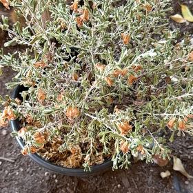 Photo of the plant species Green Cloud Texas Sage by @NovelErophaca97 named Sanders on Greg, the plant care app