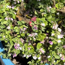 Photo of the plant species Myrtle-Leaf Milkwort by @NovelErophaca97 named Keanu Leaves on Greg, the plant care app
