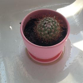 Photo of the plant species Rainbow Pincushion by @RegalSpinach53 named Surya on Greg, the plant care app
