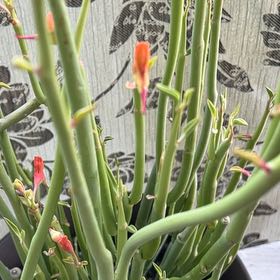 Photo of the plant species Slipper Plant by @ZappyNiaouli13 named Maya on Greg, the plant care app