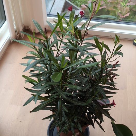 Photo of the plant species Oleander by @TotalRuby51 named Gregarious on Greg, the plant care app