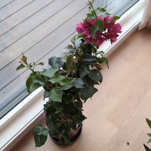 Photo of the plant species Bougainvillea 'Vera Deep Purple' by @TotalRuby51 named Dax on Greg, the plant care app