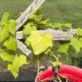 Photo of the plant species Cucumber by @SwiftOleaster6 named Emerson on Greg, the plant care app