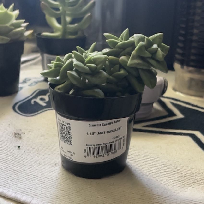 Photo of the plant species Rosary Vine by @JoysomeLichen30 named Buttercup on Greg, the plant care app