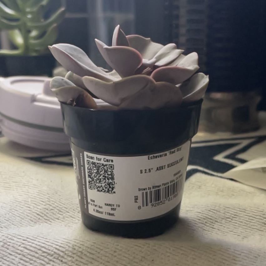 Photo of the plant species Echeveria Red Skye by @JoysomeLichen30 named Minnie on Greg, the plant care app