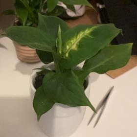 Photo of the plant species Dieffenbachia 'Camille' by @ProudlyLentil21 named Prince on Greg, the plant care app
