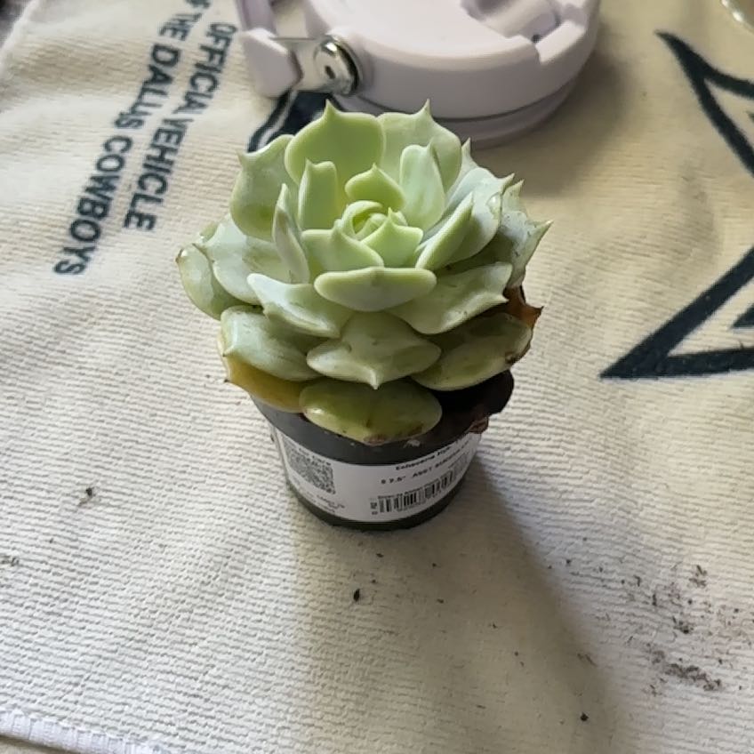 Photo of the plant species Echeveria by @SanguineMiro55 named Elle on Greg, the plant care app