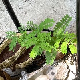 Photo of the plant species Caesalpinia Pulcherrima by @TimelyFord30 named Lebron on Greg, the plant care app