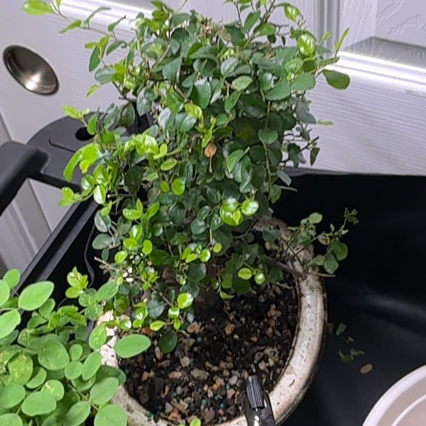 Photo of the plant species Sprawling Wirevine by @TimelyFord30 named Mochi on Greg, the plant care app