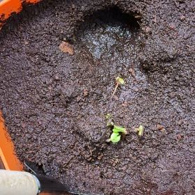 Photo of the plant species Common Butterwort by @TimelyFord30 named Maya on Greg, the plant care app