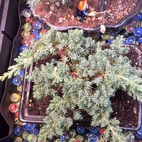 Photo of the plant species Blue Spruce by @TimelyFord30 named Kendall on Greg, the plant care app