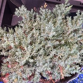 Photo of the plant species American Common Juniper by @TimelyFord30 named Leonardo on Greg, the plant care app