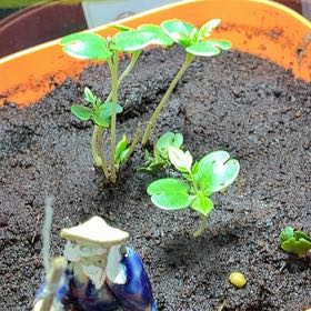 Photo of the plant species Mirror Bush by @TimelyFord30 named Anne on Greg, the plant care app