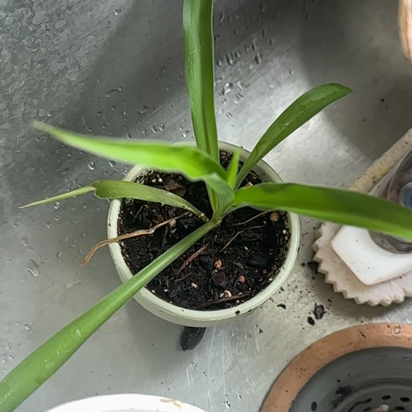 Photo of the plant species Pregnant Onion by @AdmiredAgave80 named Darwin on Greg, the plant care app