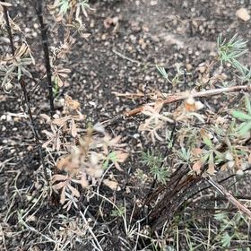 Photo of the plant species Widdy by @PunchyTagetes3 named Gomez on Greg, the plant care app