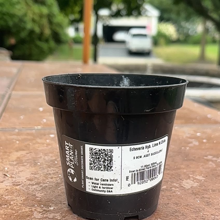 Photo of the plant species Lime N Chile by @SoupedupSedge21 named Willow on Greg, the plant care app
