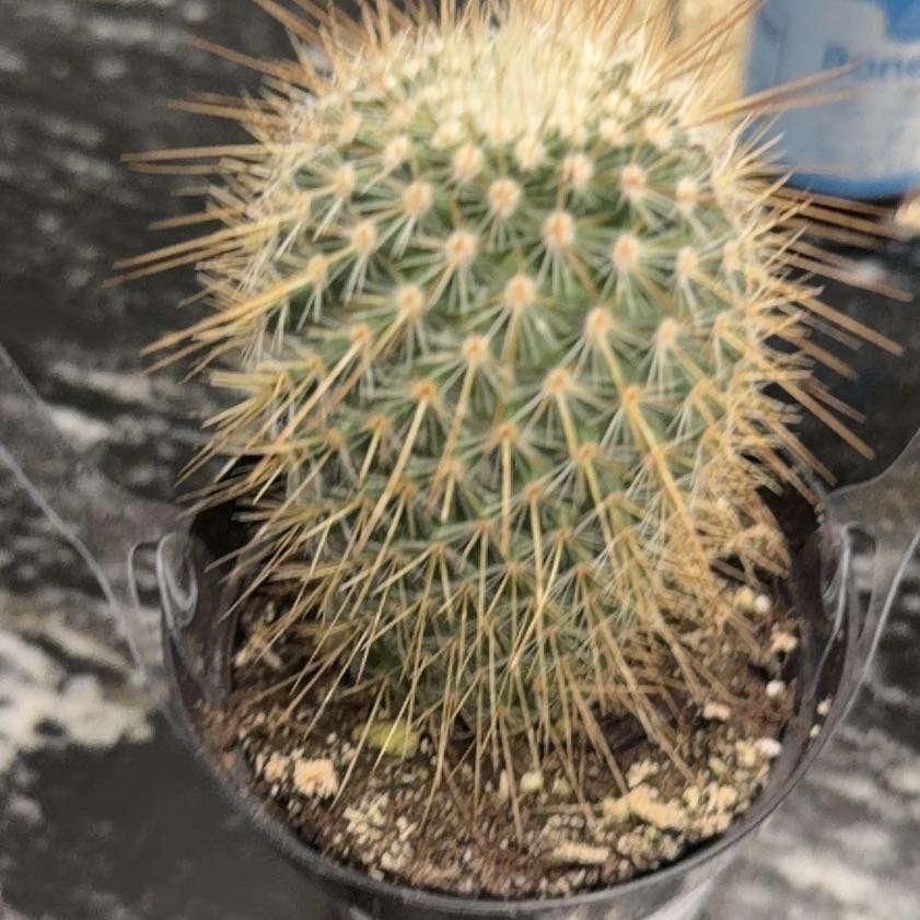 Photo of the plant species Mammillaria magnifica by @PlenaryMoss50 named Bodhi on Greg, the plant care app