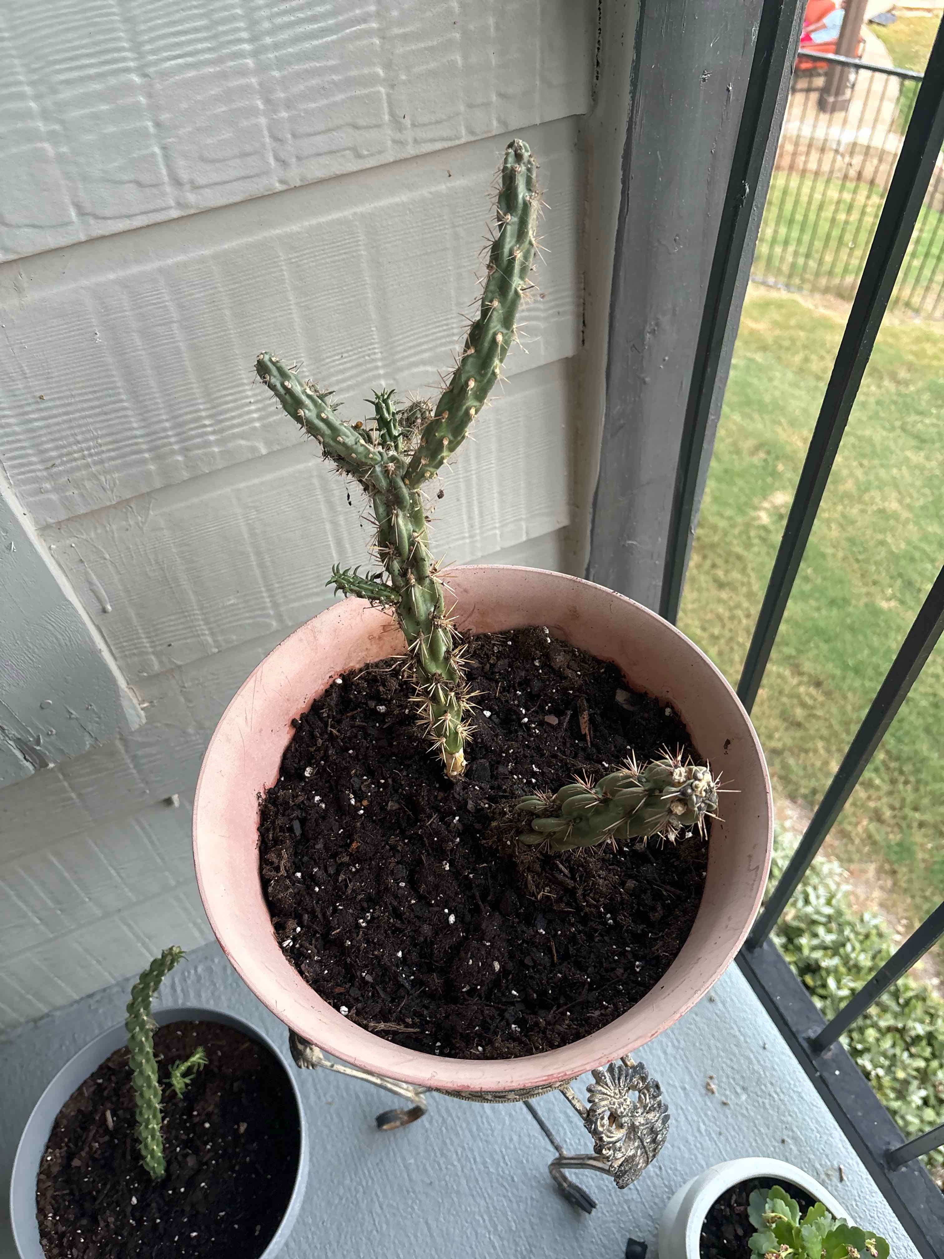 Photo of the plant species Cane Cholla by @simply_yaz named Sahara on Greg, the plant care app