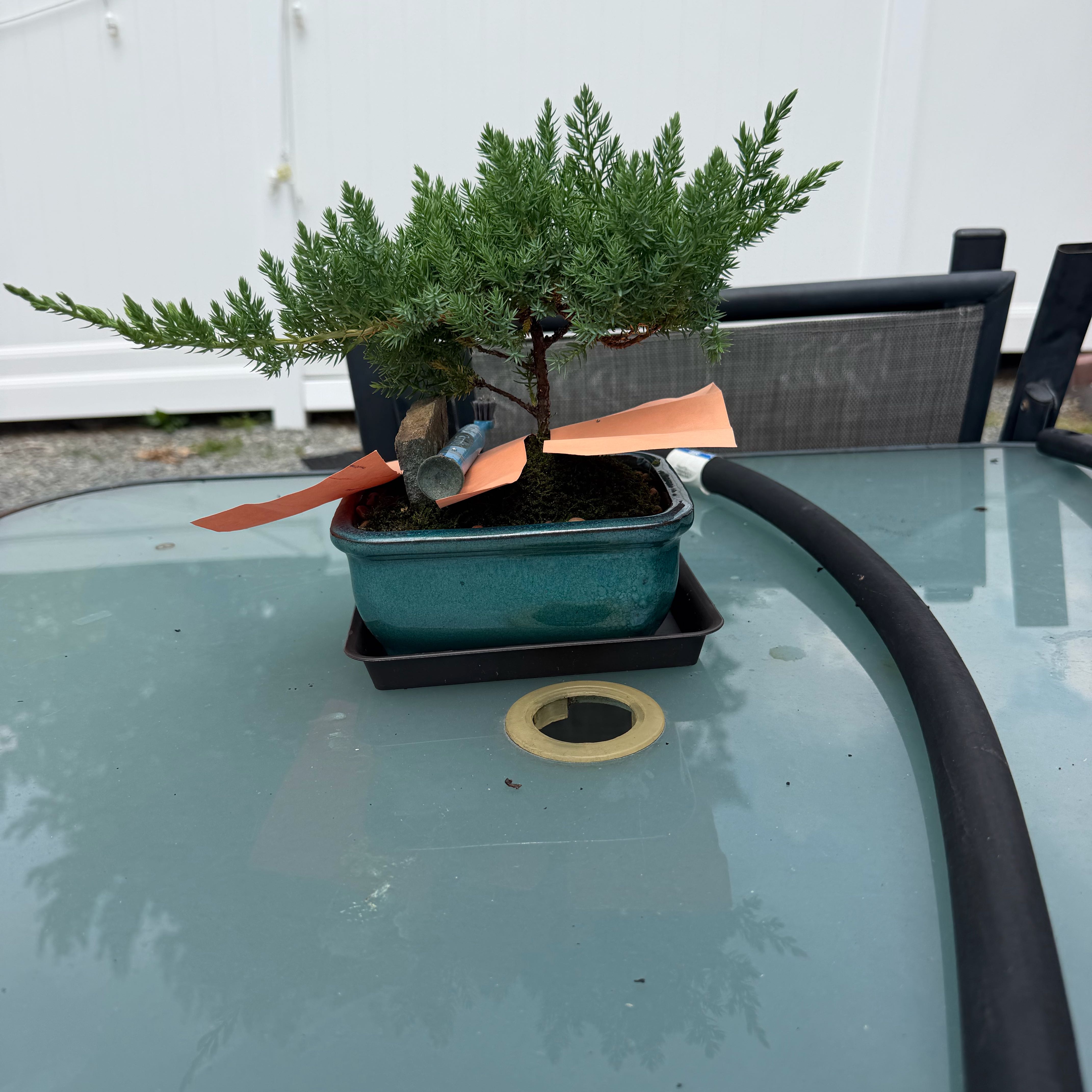 Photo of the plant species Garden Juniper by @BuffLime47 named Kobe on Greg, the plant care app