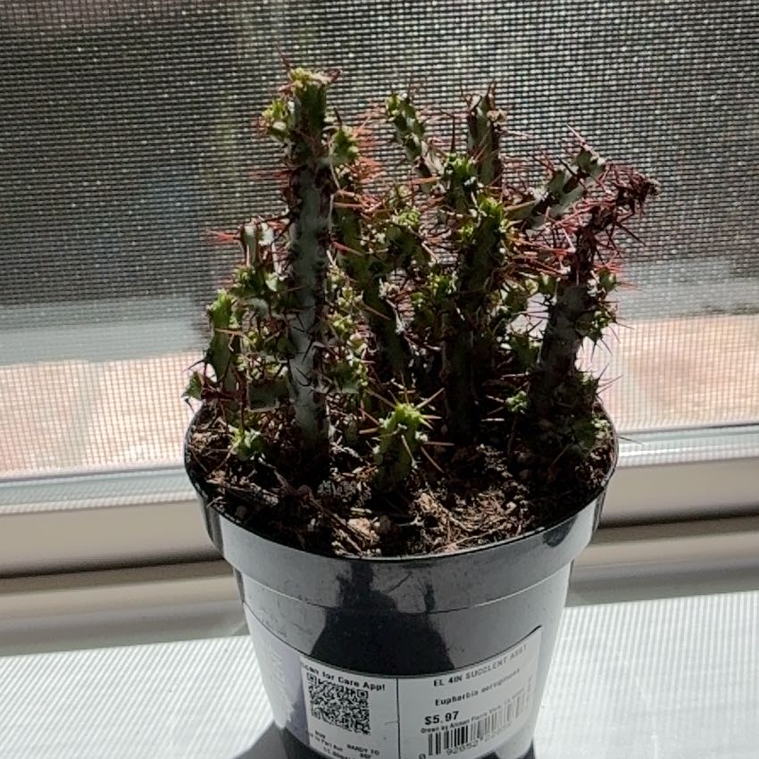 Photo of the plant species Miniature Saguaro by @PrizeAtom55 named Coco on Greg, the plant care app