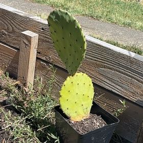 Photo of the plant species Erect Prickly Pear by @HardyNoni66 named Navajo on Greg, the plant care app