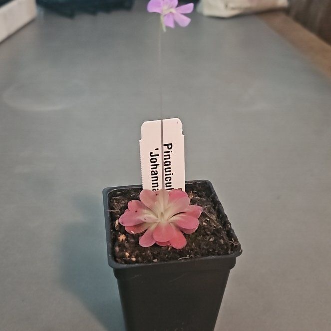 Photo of the plant species Butterwort by @FunBentgrass36 named Denali on Greg, the plant care app
