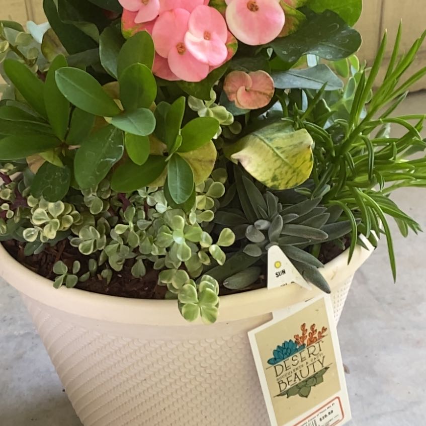 Photo of the plant species Crown of Thorns 'Bicolor' by @GuruBigmuhly70 named Andromeda on Greg, the plant care app