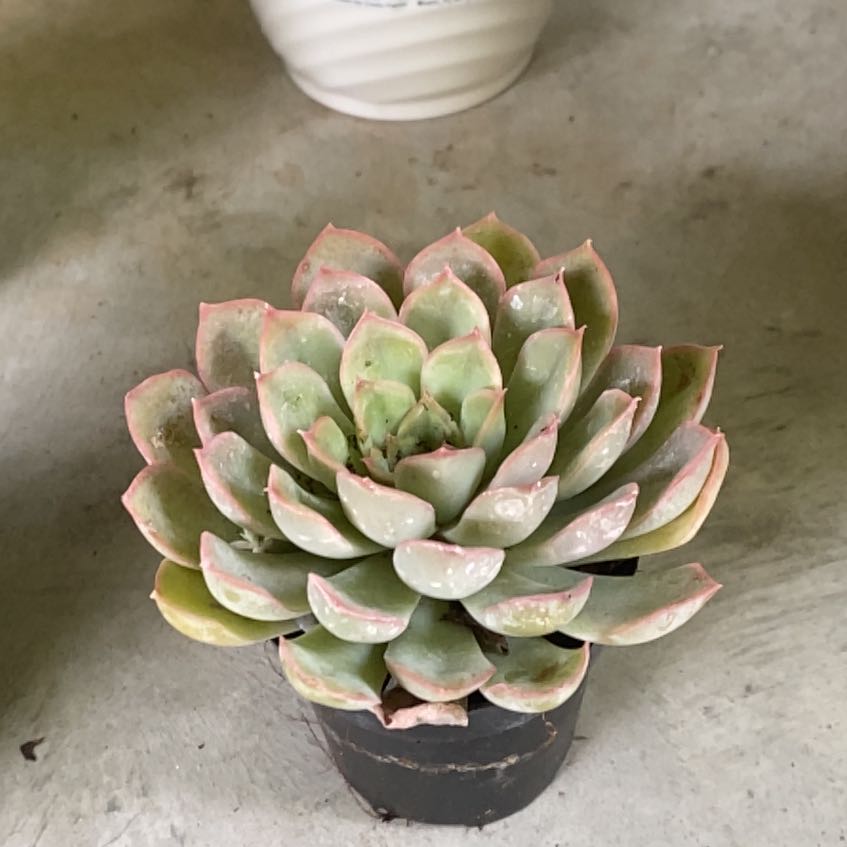 Photo of the plant species Echeveria 'Jasiri' by @GuruBigmuhly70 named Rose on Greg, the plant care app