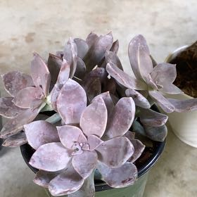 Photo of the plant species Five Stamen Graptopetalum by @GuruBigmuhly70 named Amethyst (Amy) on Greg, the plant care app